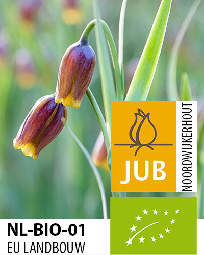 Cibuloviny, Cibule korunovky, Fritillaria uva-vulpis